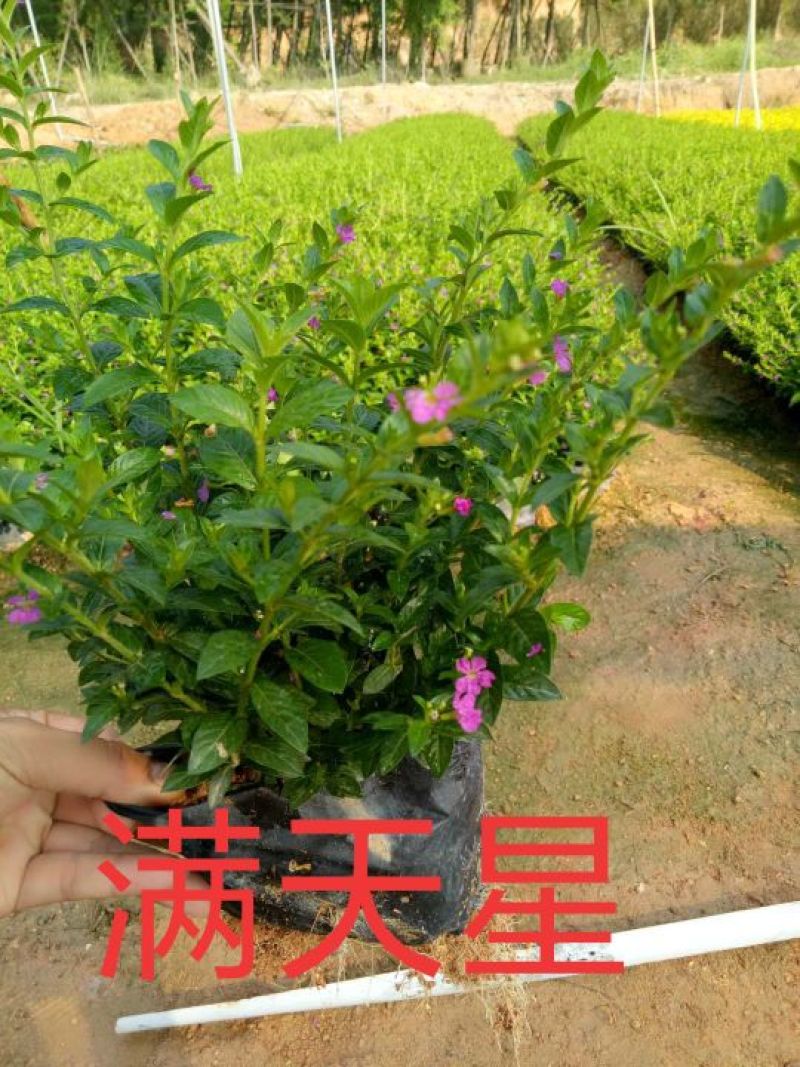 满天星