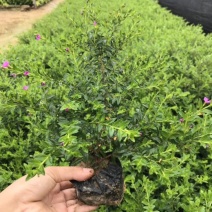 满天星