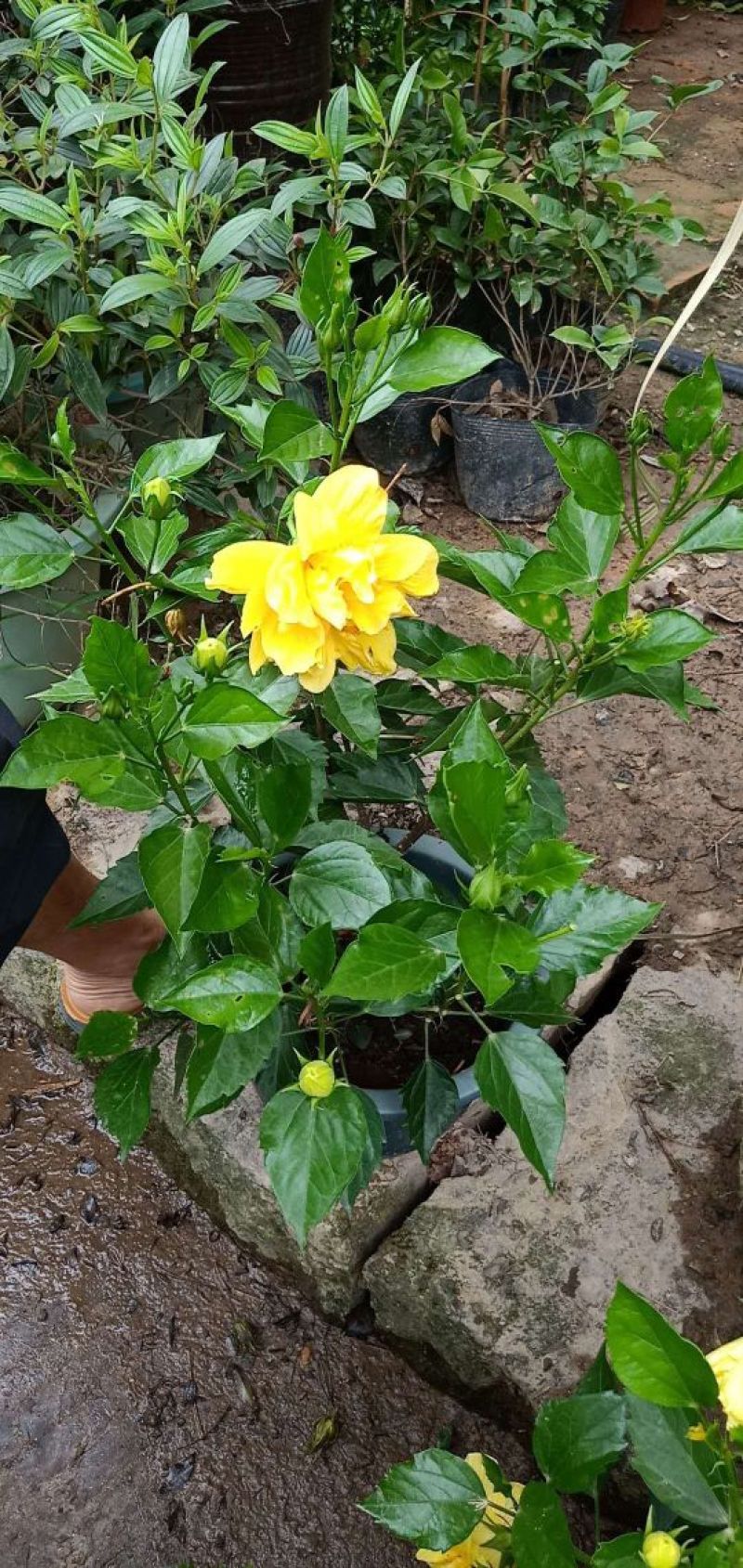 牡丹花