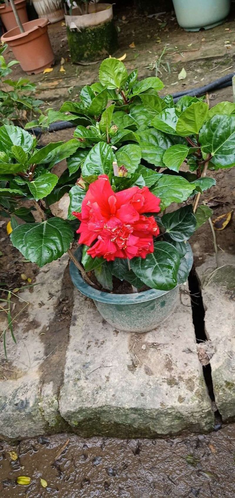 牡丹花