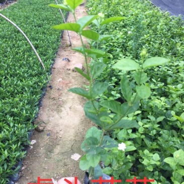 虎头茉莉