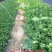 虎头茉莉