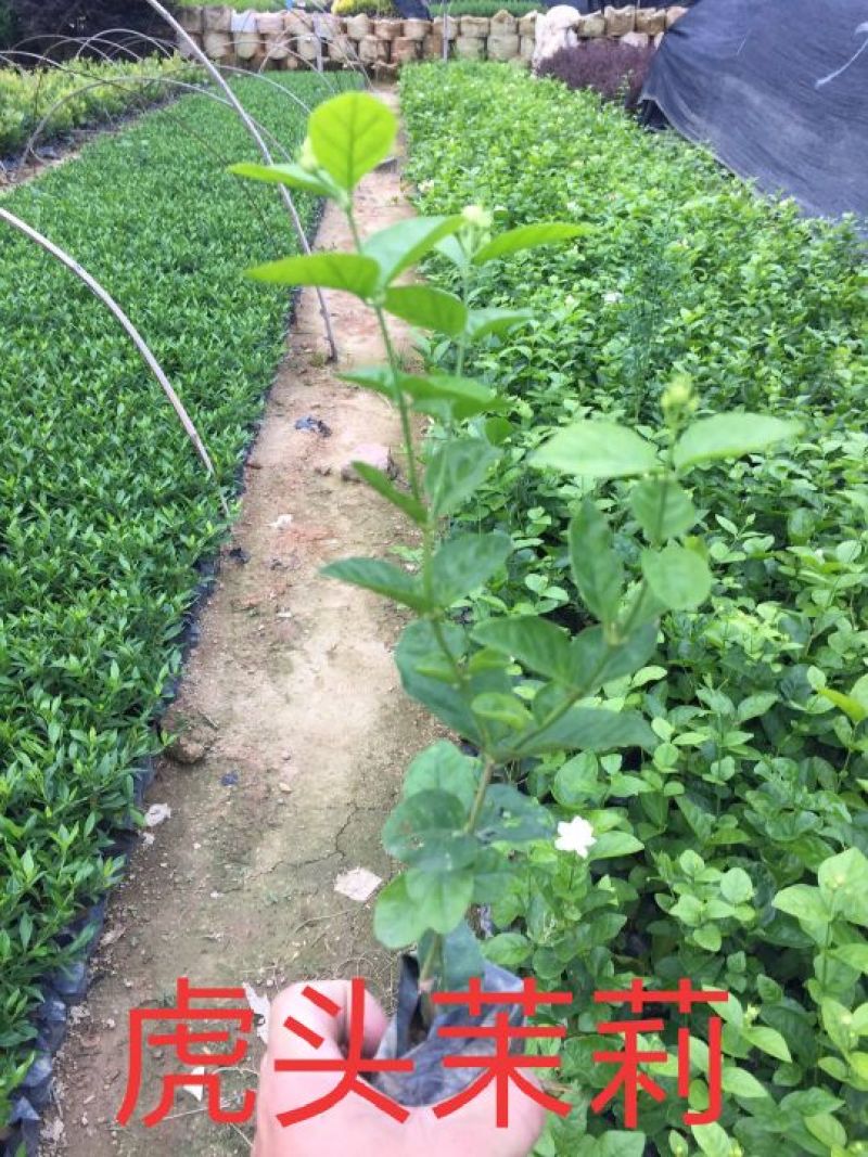 虎头茉莉