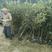 大五星枇杷树，三公分以上。挂果树，当年种植，当年投产。