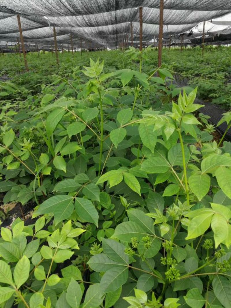 江西中花吴茱萸苗吴茱萸种苗茶辣臭辣子漆辣子树衣子树苗