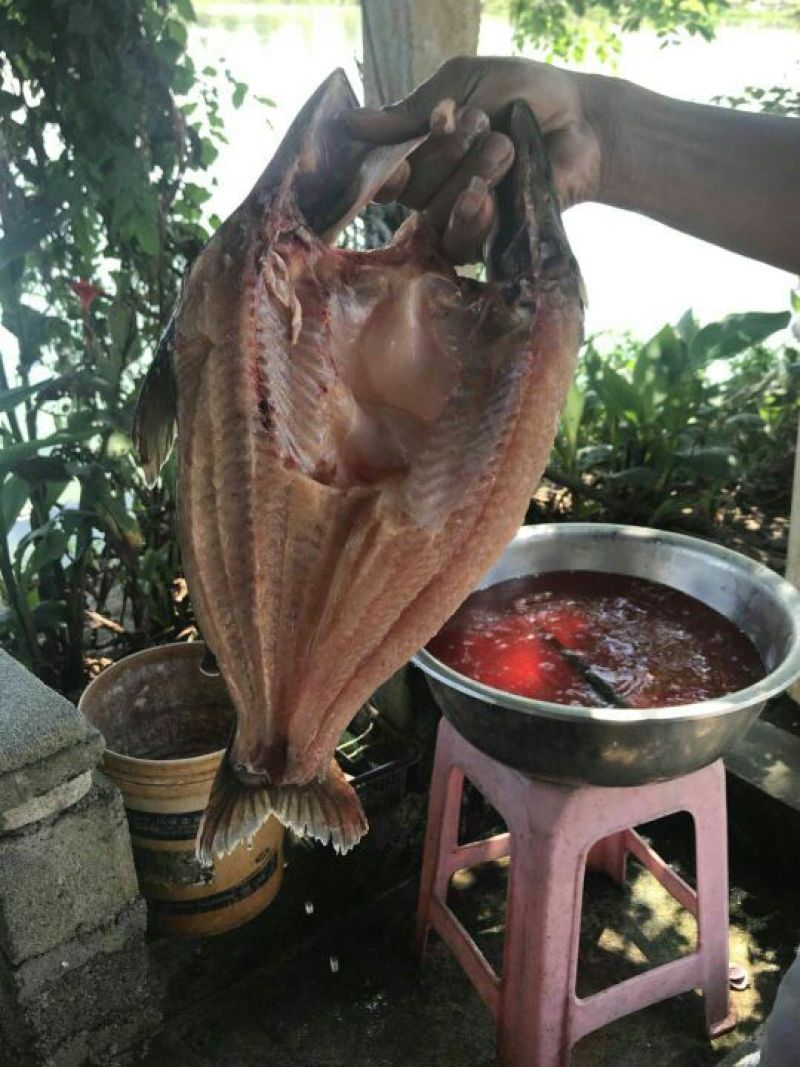 巴沙鱼.鱼柳全国大量供应质保证