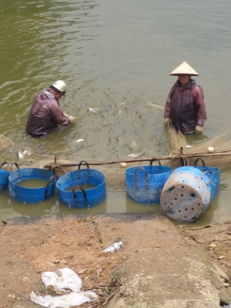 巴沙鱼.鱼柳全国大量供应质保证