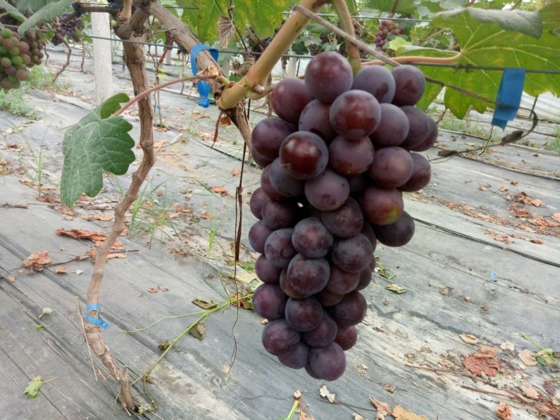 夏黑葡萄