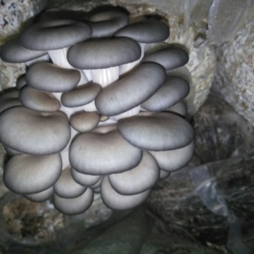 【高产】平菇菌棒高产抗病菌菇提供技术服务假一罚十