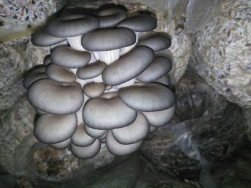 【高产】平菇菌棒高产抗病菌菇提供技术服务假一罚十