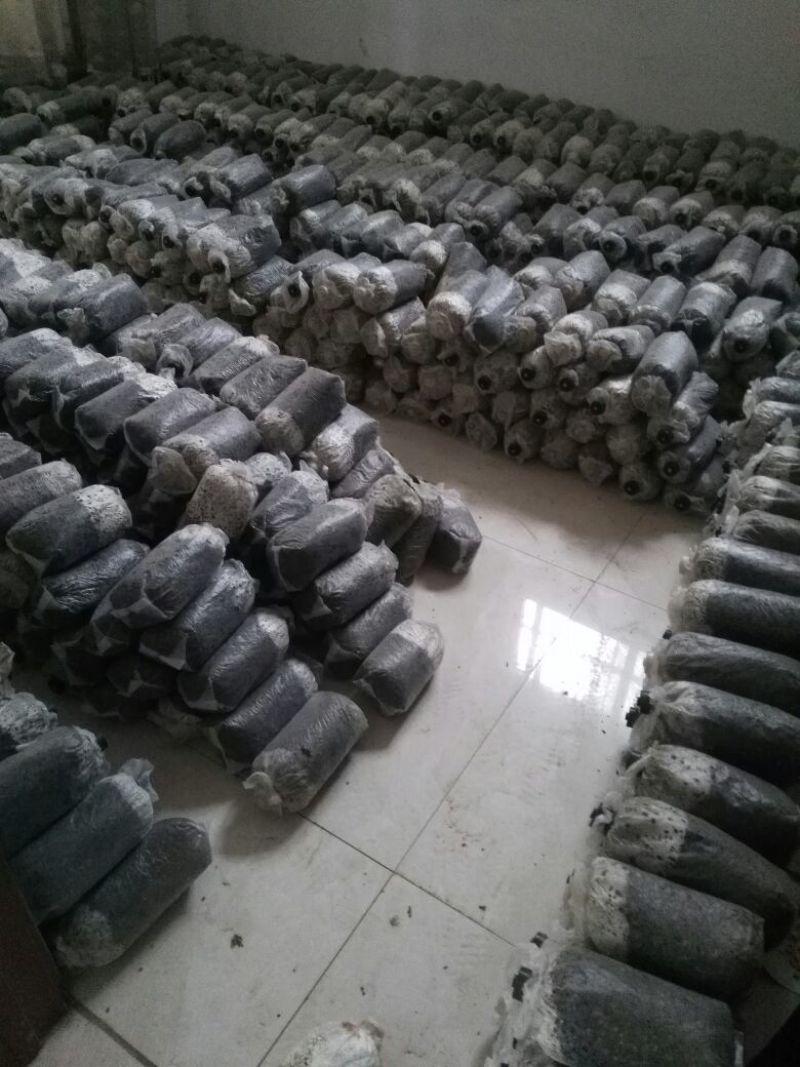 【高产】平菇菌棒高产抗病菌菇提供技术服务假一罚十
