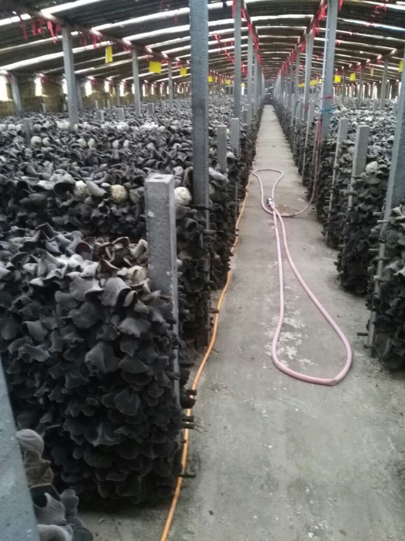 【高产】平菇菌棒高产抗病菌菇提供技术服务假一罚十