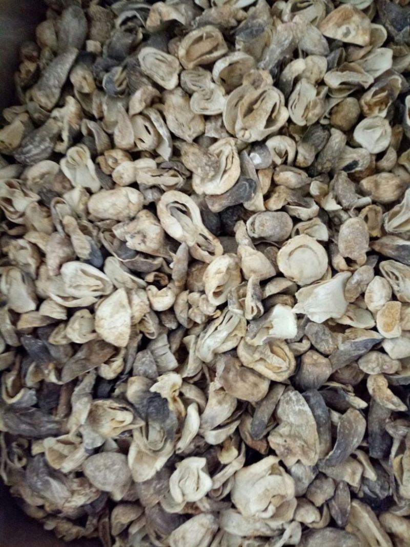 草菇干片