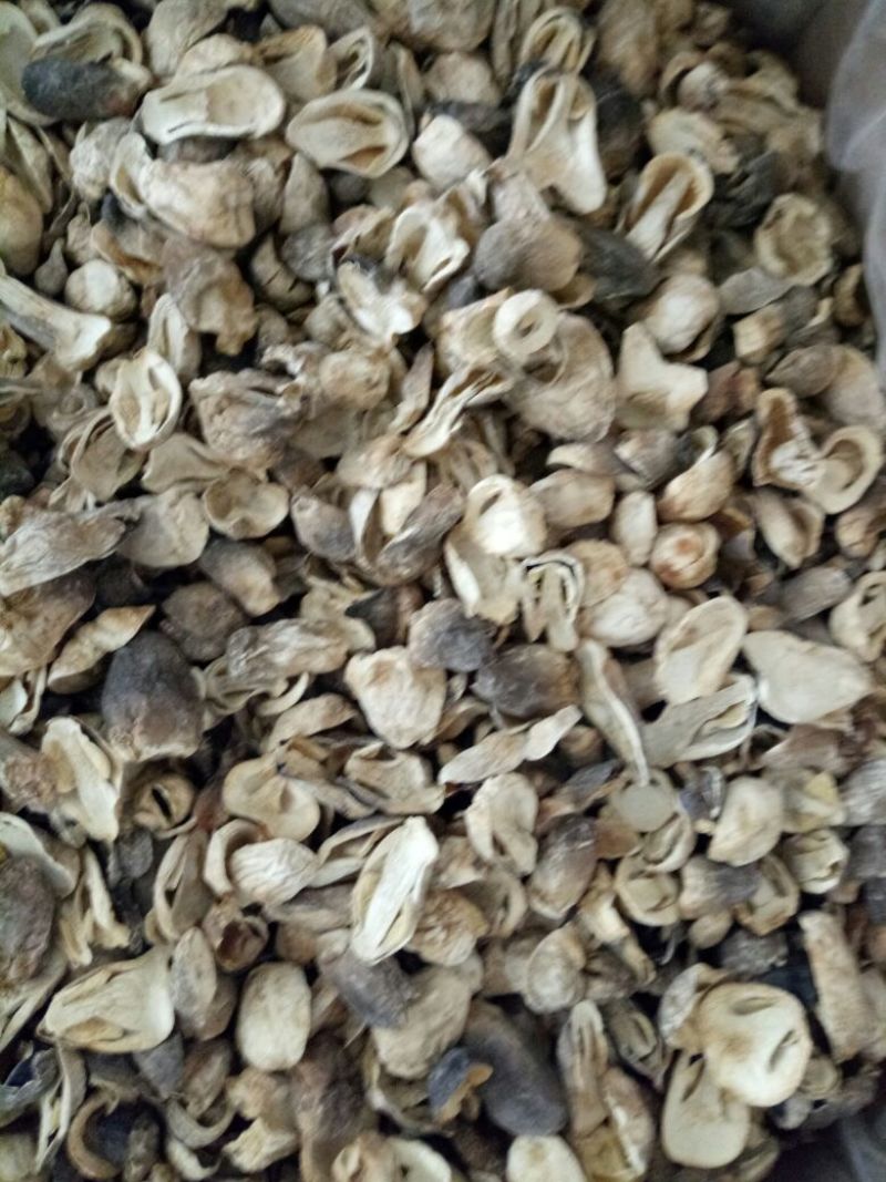 草菇干片