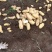 【沃土5号】潍坊土豆产地一手货源支持代发全国市场价格优惠