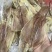 鱿鱼母