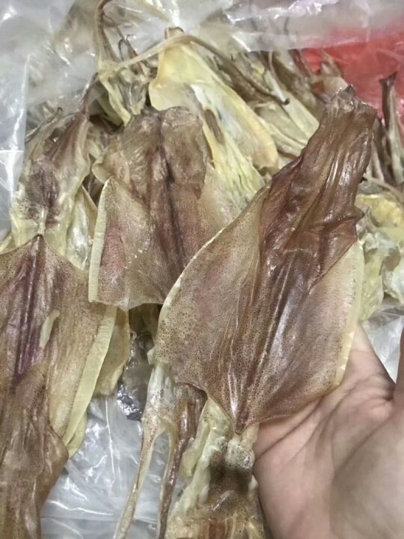 鱿鱼母