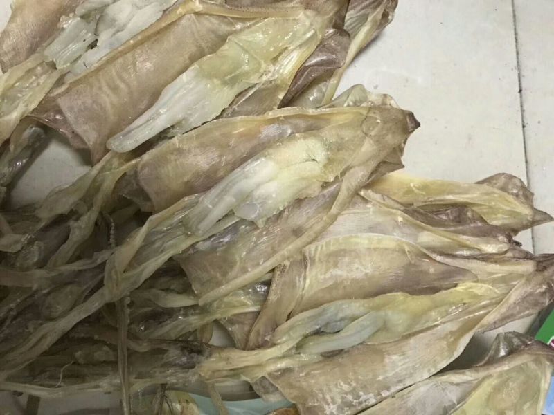 鱿鱼母