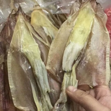 鱿鱼母