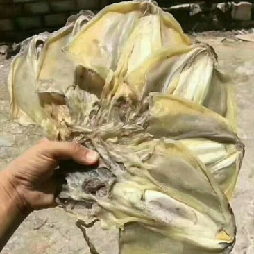 墨鱼干