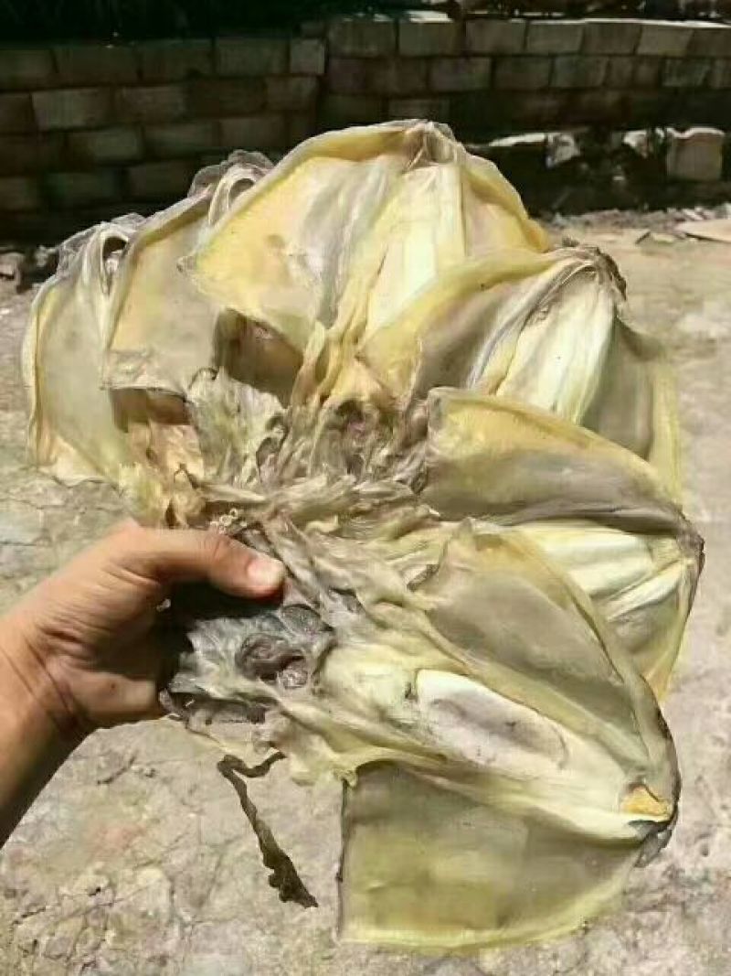 墨鱼干