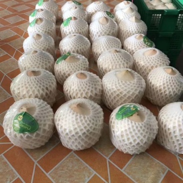 海南顶级椰青