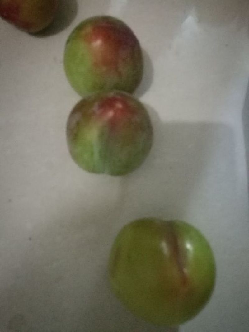 菊早红，六月子，上市中支持视频看货，味道好