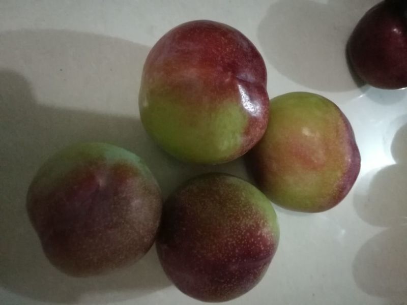 菊早红，六月子，上市中支持视频看货，味道好