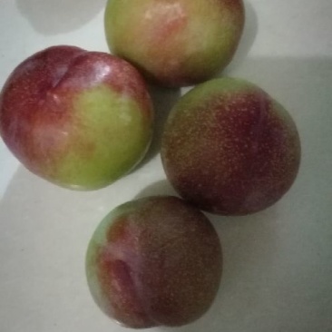 菊早红，六月子，上市中支持视频看货，味道好