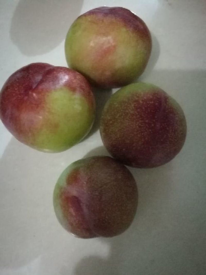 菊早红，六月子，上市中支持视频看货，味道好