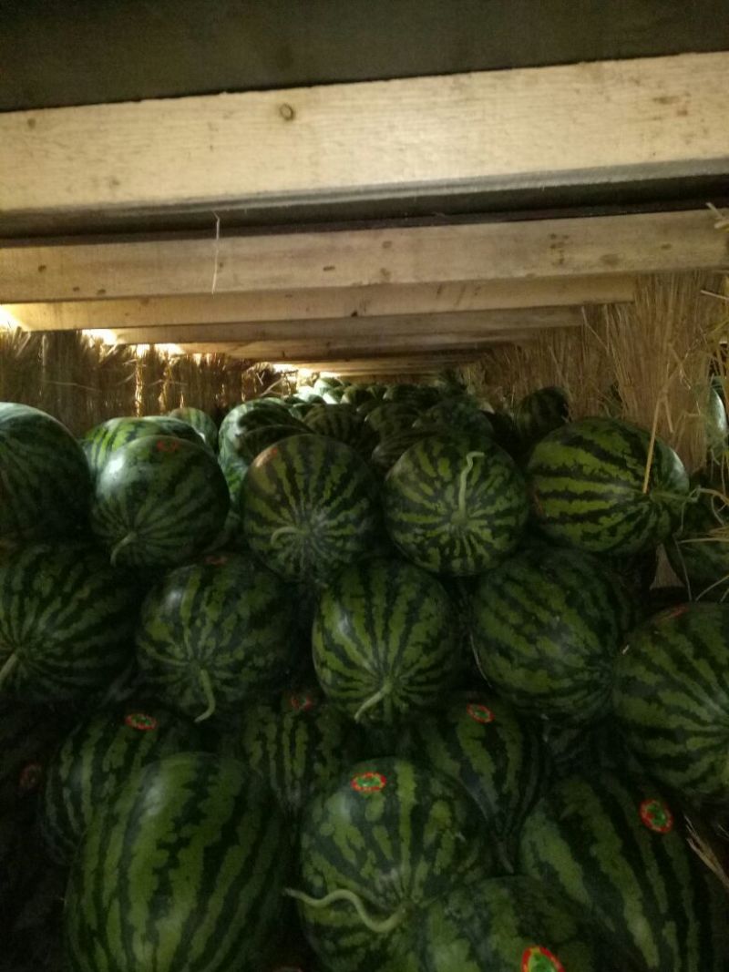 蒲城大鹏西瓜大量上市