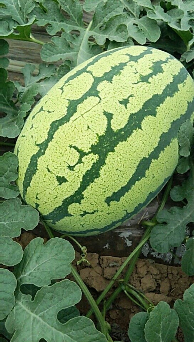 蒲城大鹏西瓜大量上市