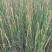 水烛(香蒲，水蜡烛)