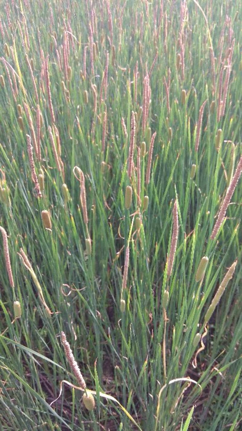 水烛(香蒲，水蜡烛)