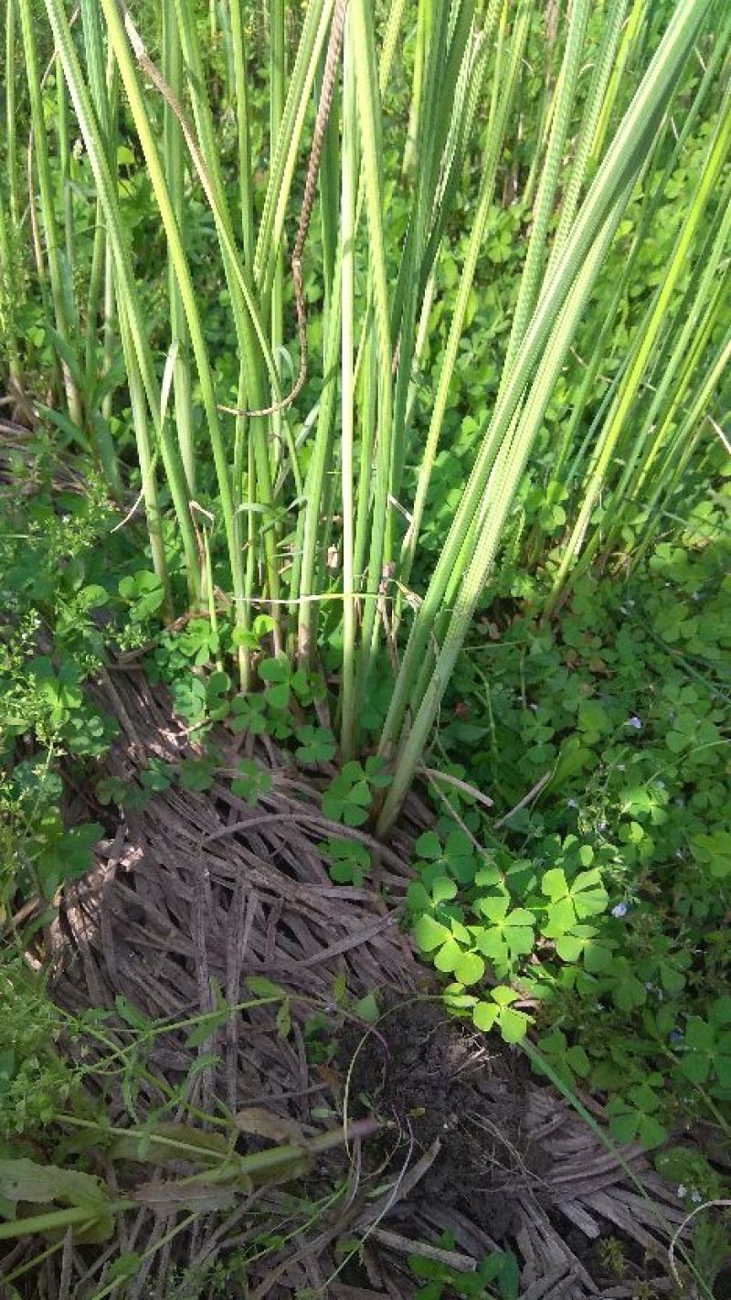 水烛(香蒲，水蜡烛)
