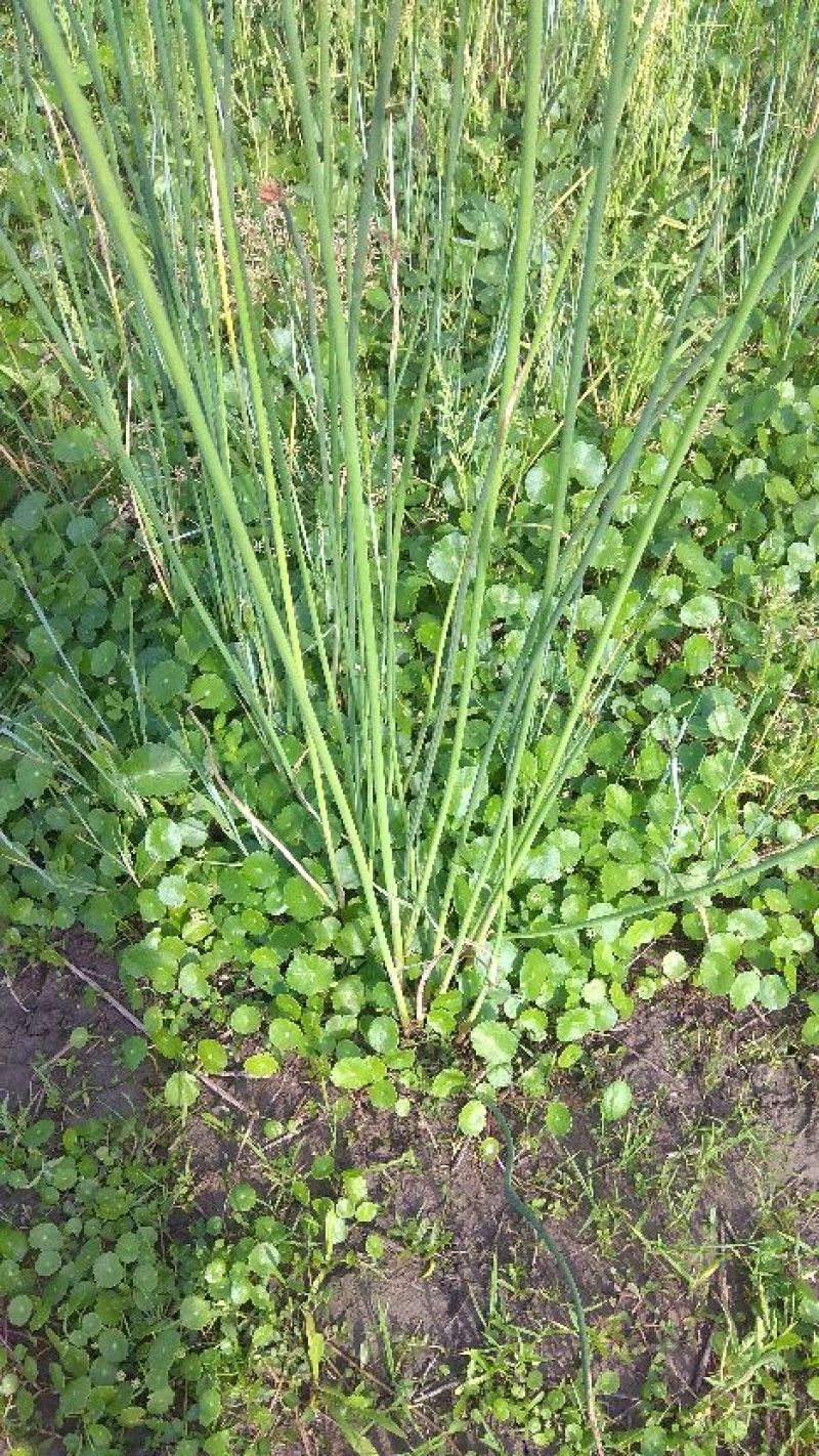 水烛(香蒲，水蜡烛)