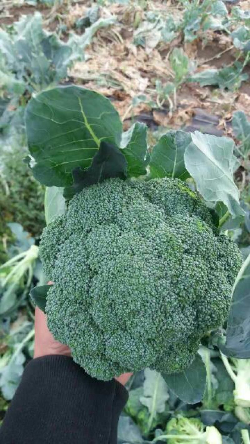 预定西兰花苗需要提前3个月预定