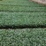 预定西兰花苗需要提前3个月预定