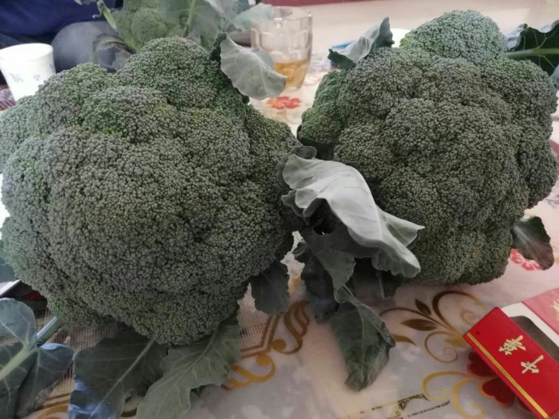 预定西兰花苗需要提前3个月预定