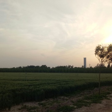 麦秸秆