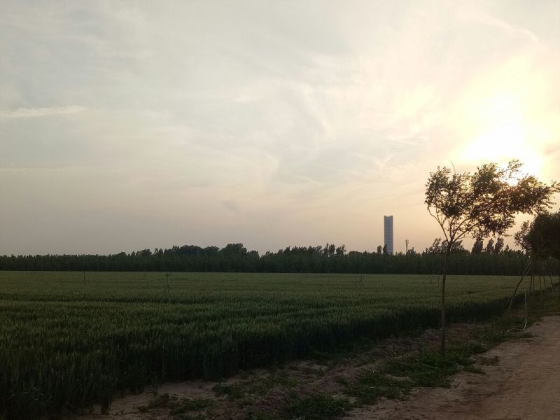 麦秸秆
