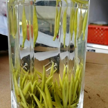 绿茶，毛尖芽特级