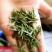 绿茶，毛尖芽特级