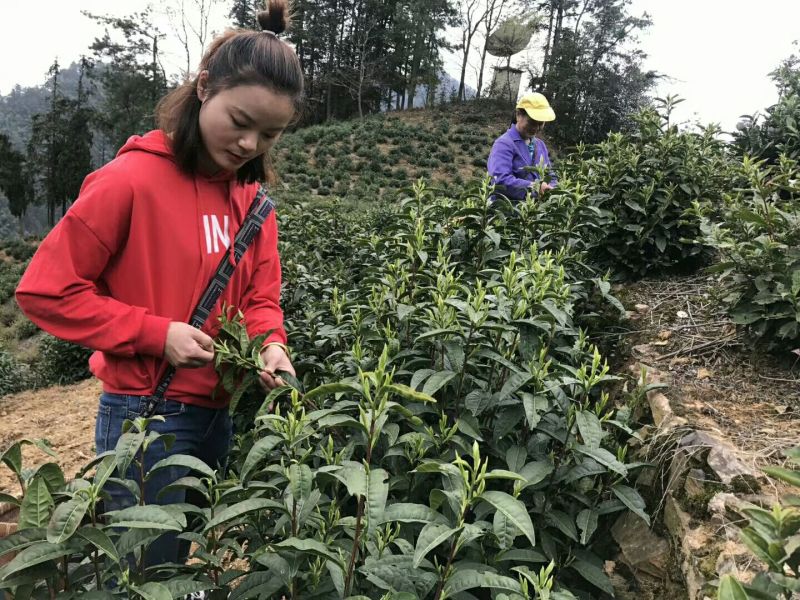 绿茶，毛尖芽特级