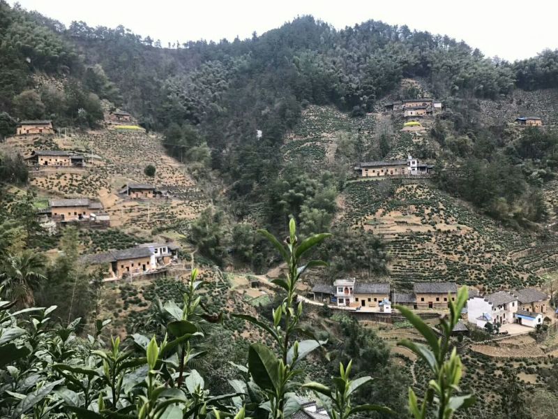 绿茶，毛尖芽特级