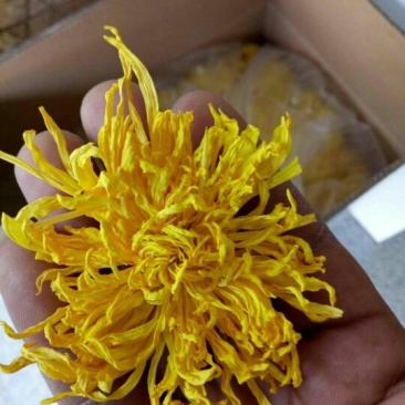 菊花茶，金丝黄菊，