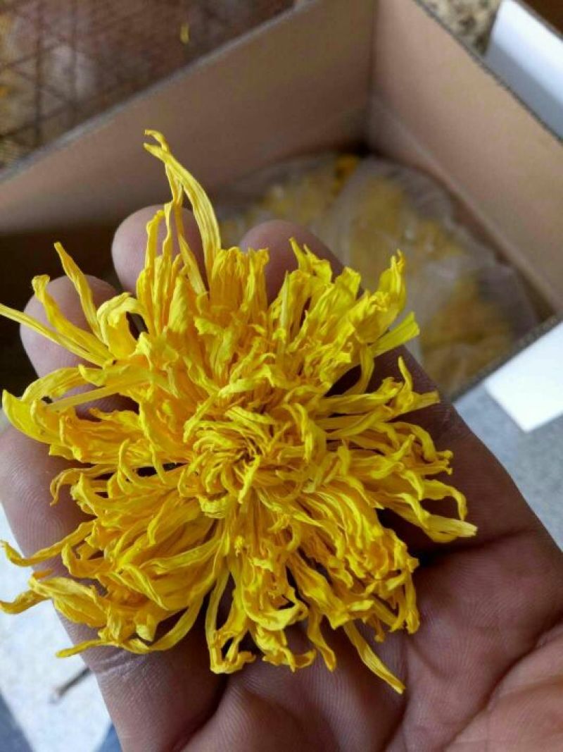 菊花茶，金丝黄菊，