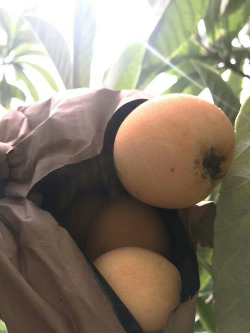茂县大五星枇杷