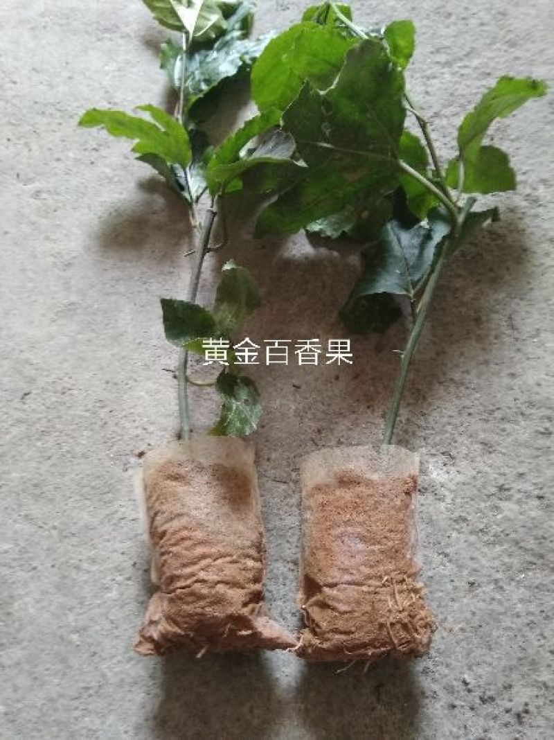 纯正品芭乐味黄金百香果苗