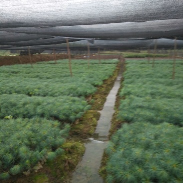 华山松，20公分以上，袋苗